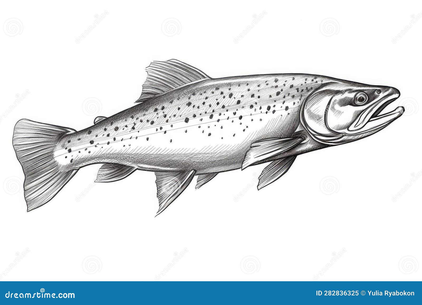 Rainbow Trout Coloring Pages