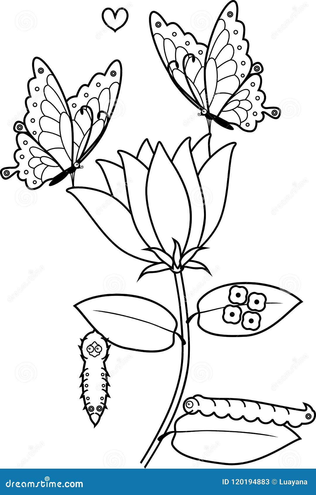 butterfly life cycle coloring pages