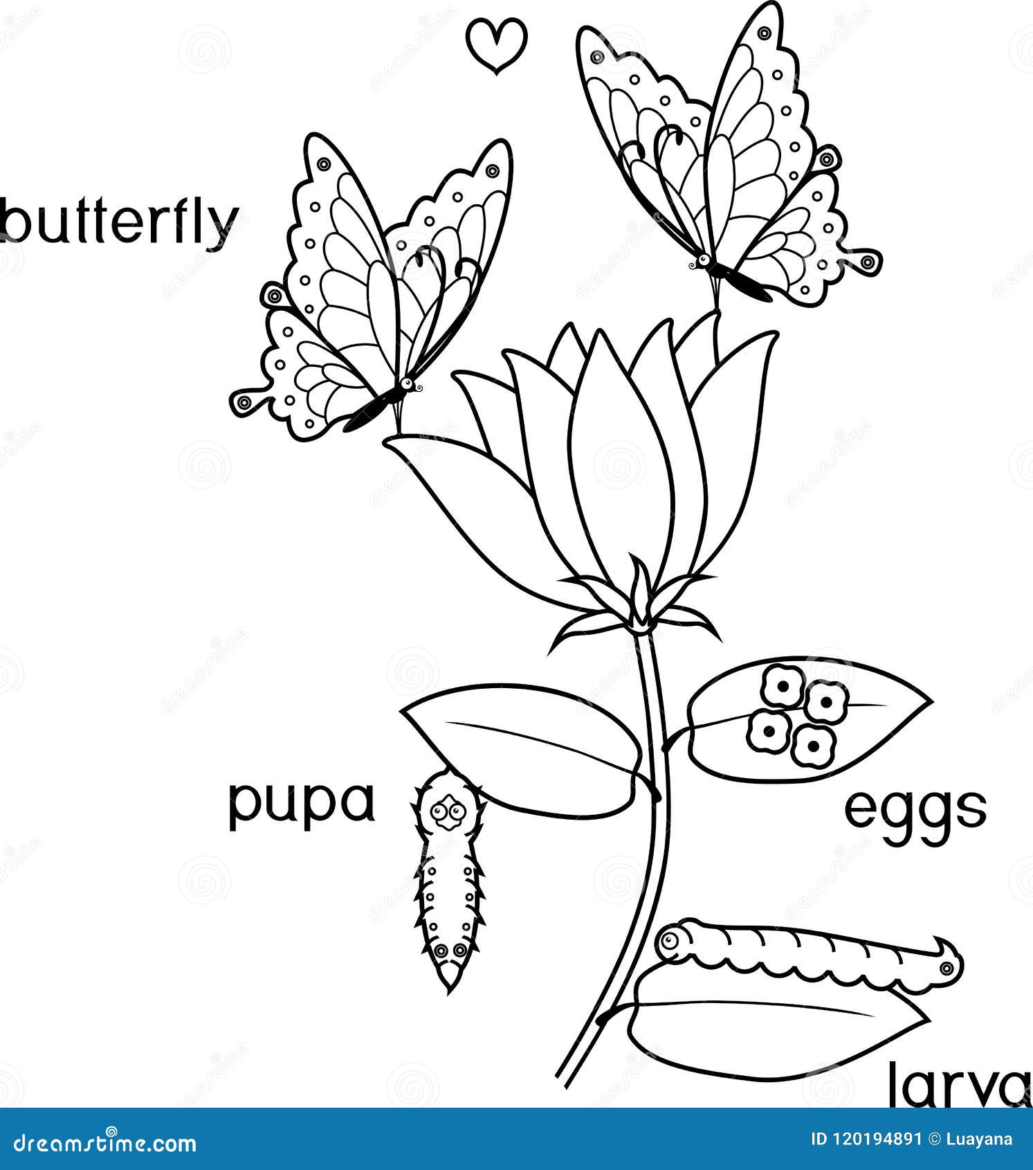 Coloring Page. Life Cycle of Butterfly with Titles Stock Vector ...