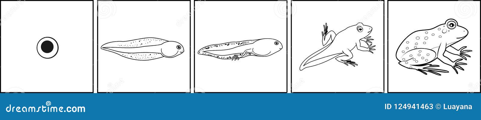 Download Coloring Page. Life Cycle Of Frog From Egg To Adult Animal ...