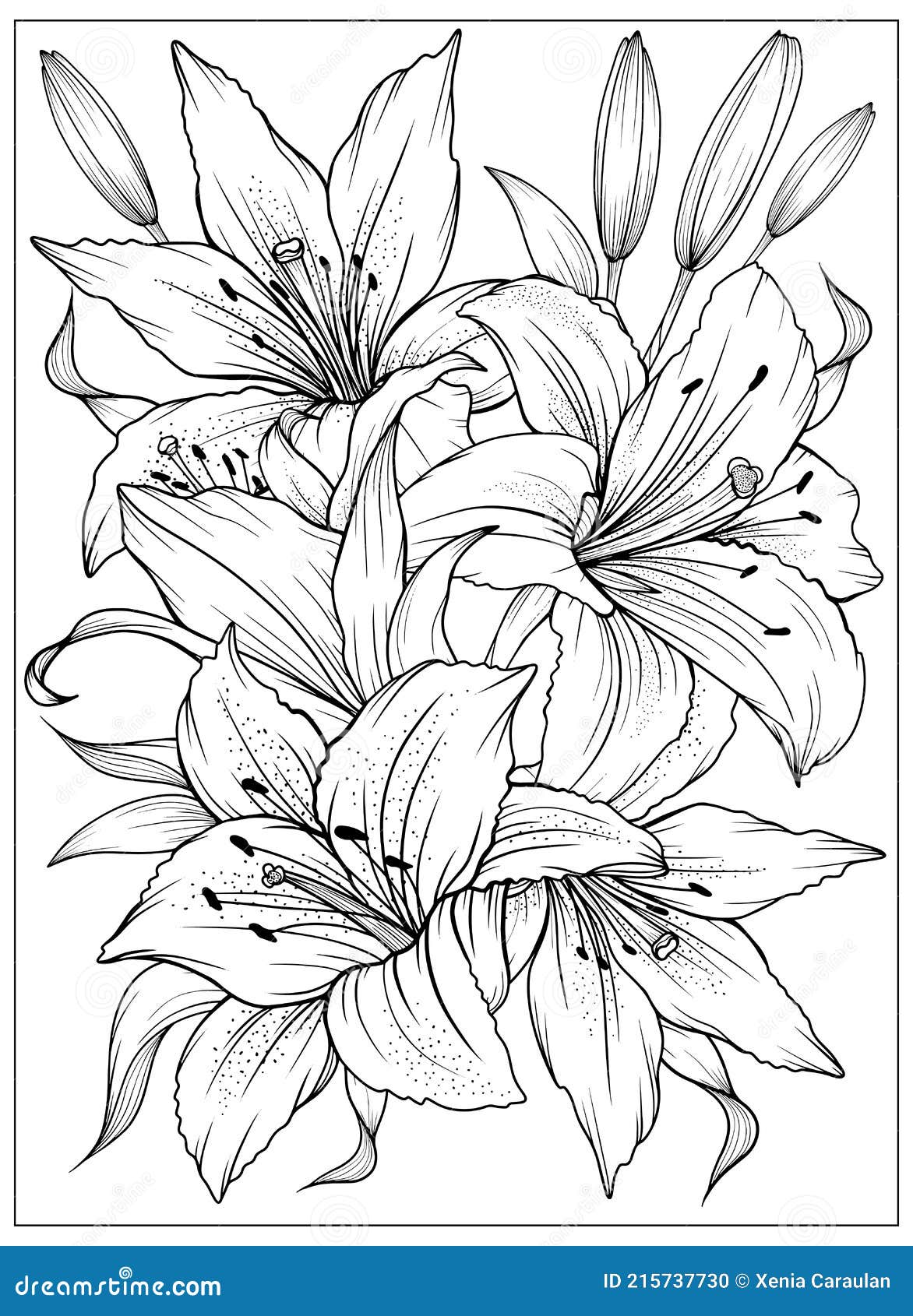 lily outline coloring page