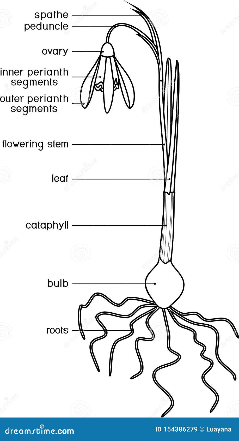 Coloring Page With Parts Of Plant Morphology Of Galanthus Nivalis Or Common Snowdrop Plant With Leaves Flower Root System Stock Vector Illustration Of Common Bloom 154386279