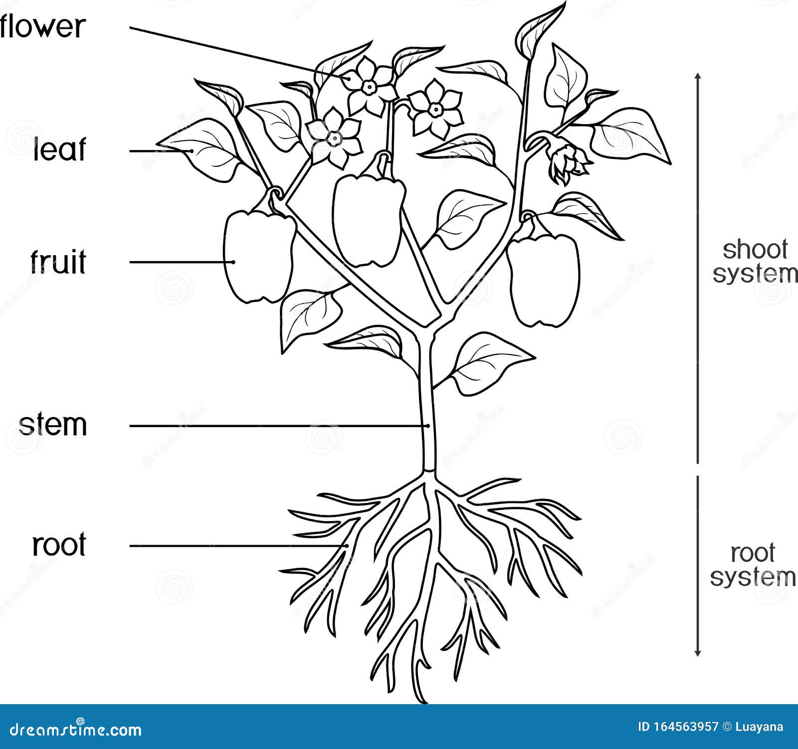 Coloring Page Parts Of Plant Morphology Of Pepper Plant With Leaves Fruits Flowers And Root System Stock Vector Illustration Of Bell Colouring 164563957