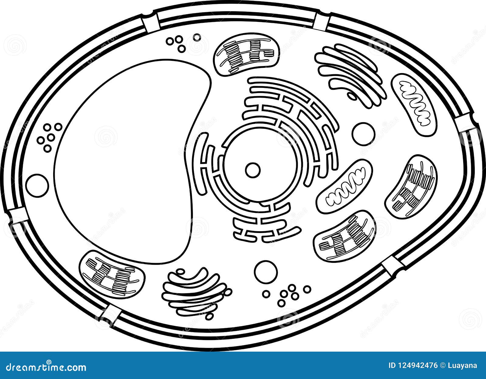 Download Coloring Page. Plant Cell Structure Stock Vector ...