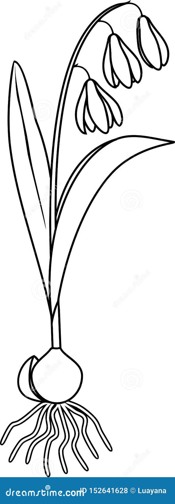 Coloring Page with Siberian Squill or Scilla Siberica Plant Stock ...