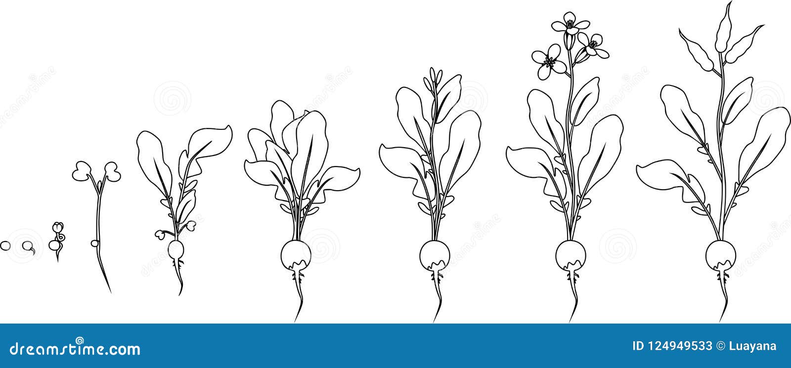 coloring page. stages of radish growth from seed and sprout to flowering and fruit-bearing plant