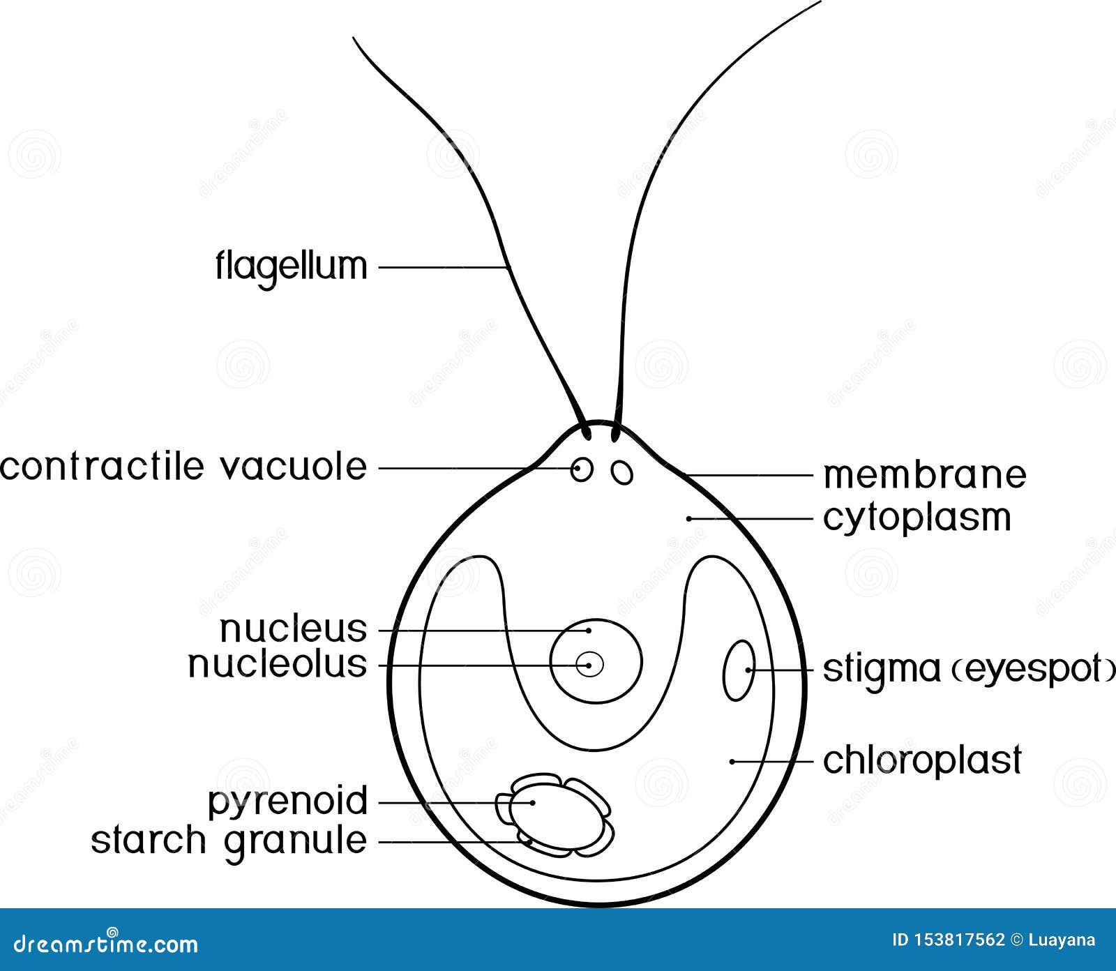 Draw A Labelled Diagram Of Chlamydomonas