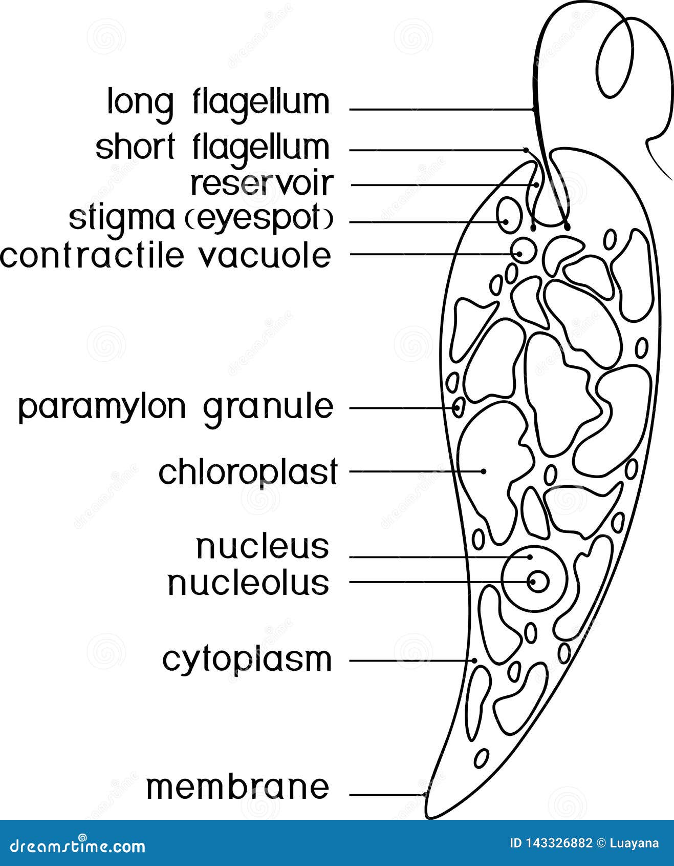 Euglena Diagram Stock Illustrations 48 Euglena Diagram Stock Illustrations Vectors Clipart Dreamstime
