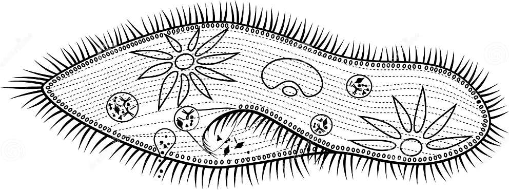 Coloring Page. Structure of Paramecium Caudatum Stock Vector ...