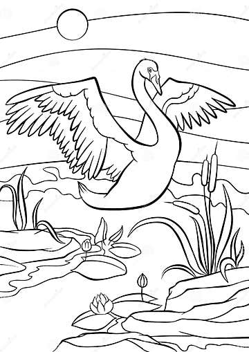 Coloring Pages. Birds. Cute Beautiful Swan. Stock Vector - Illustration ...