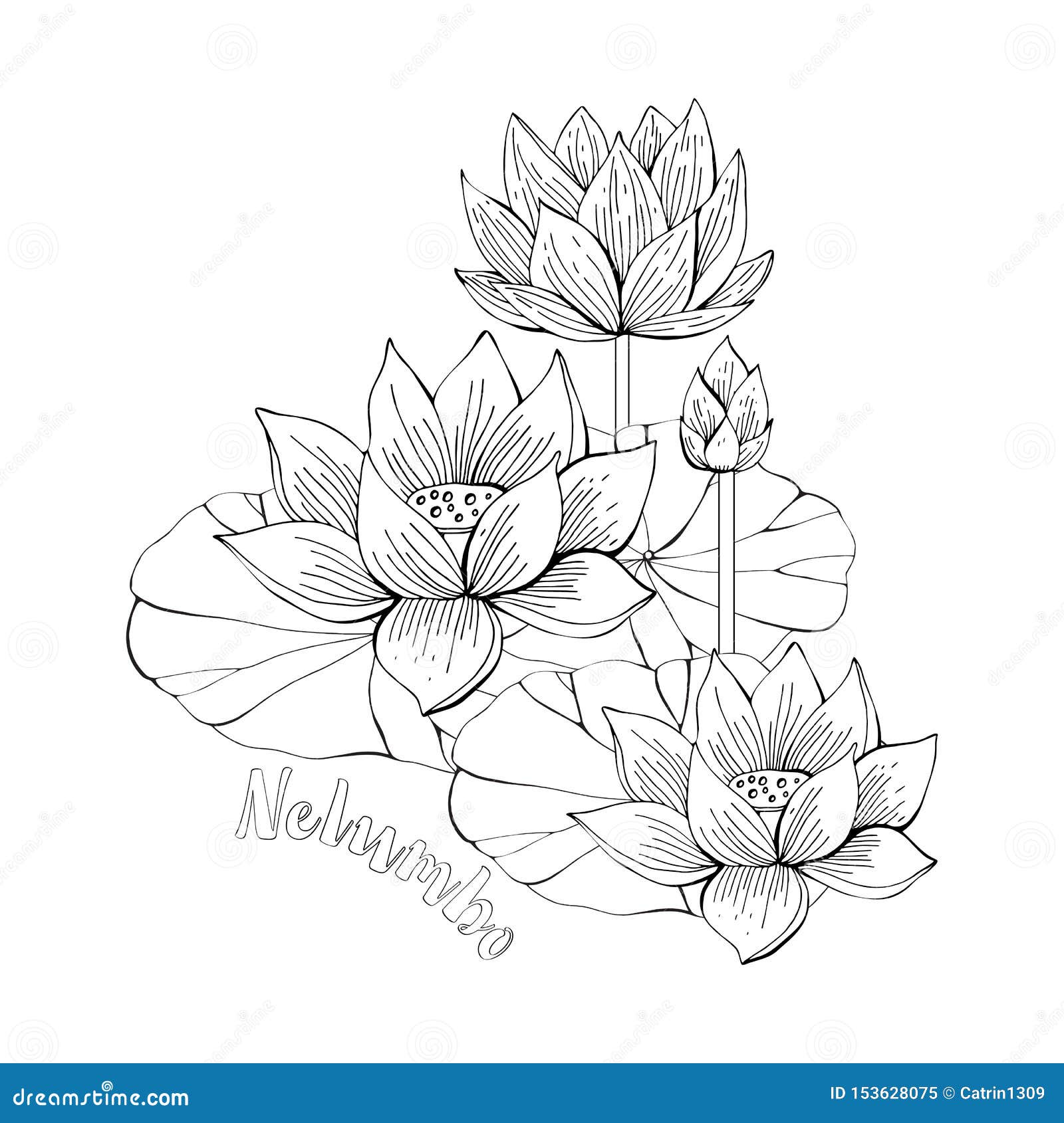 Lotus Flower Coloring Pages