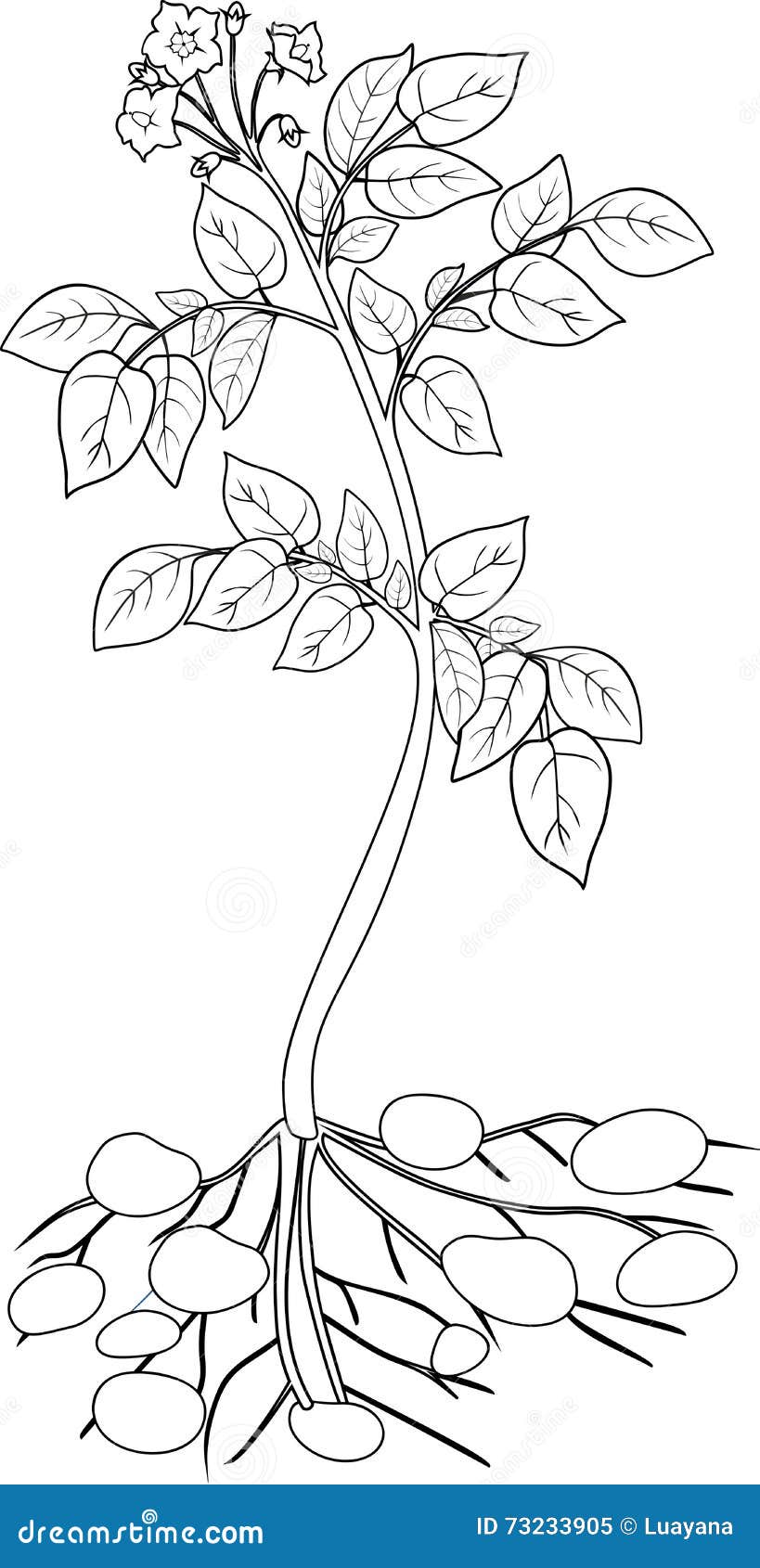 Coloring With Potato Plant Growth Cycle Cartoon Vector | CartoonDealer