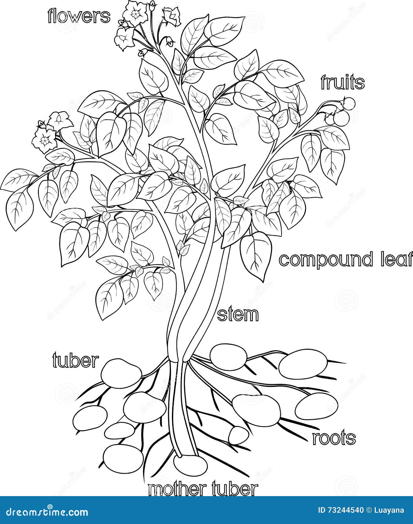 Coloring with Potato plant stock vector. Illustration of