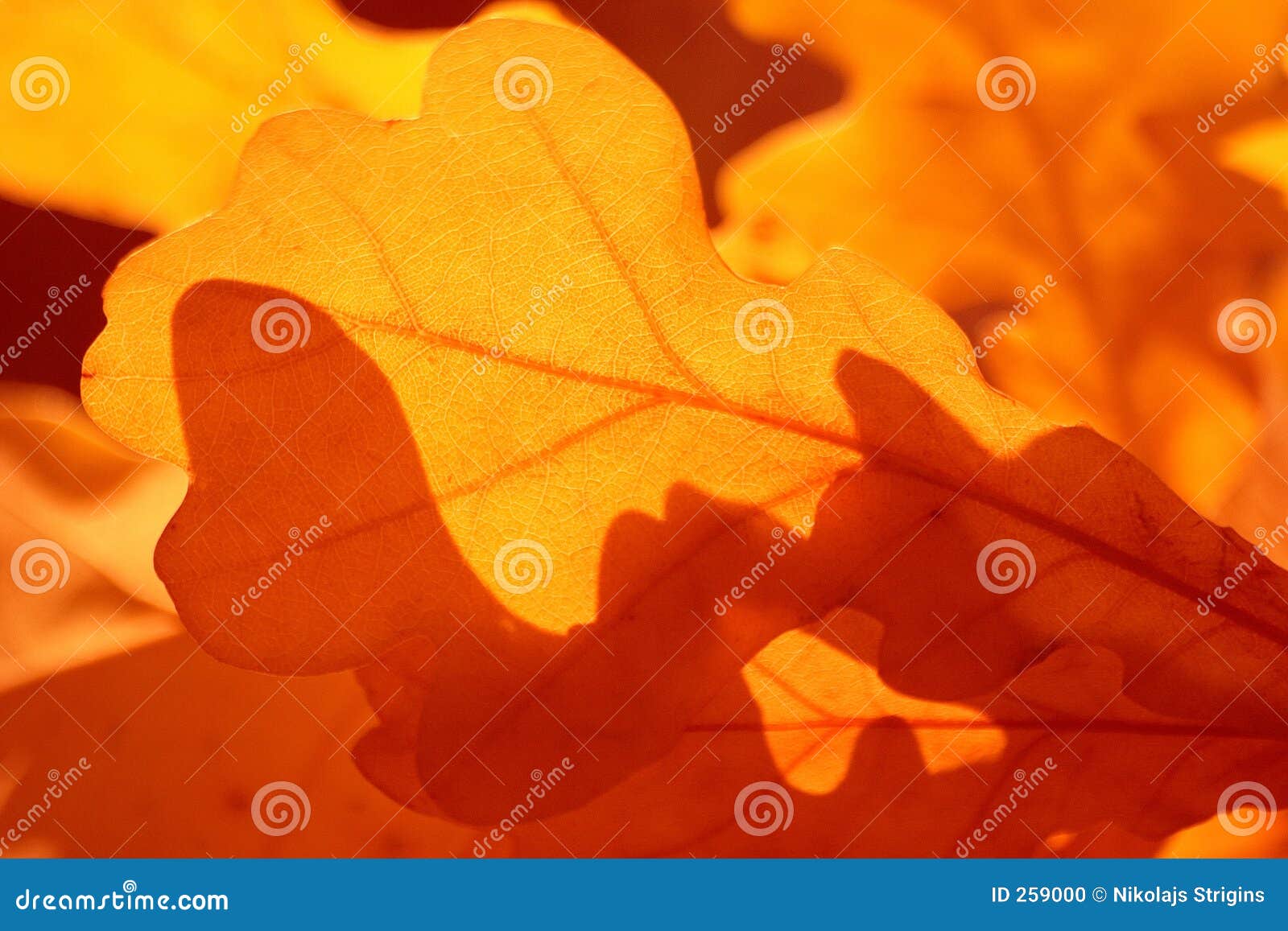 The colors of autumn stock photo. Image of rustle, background - 259000