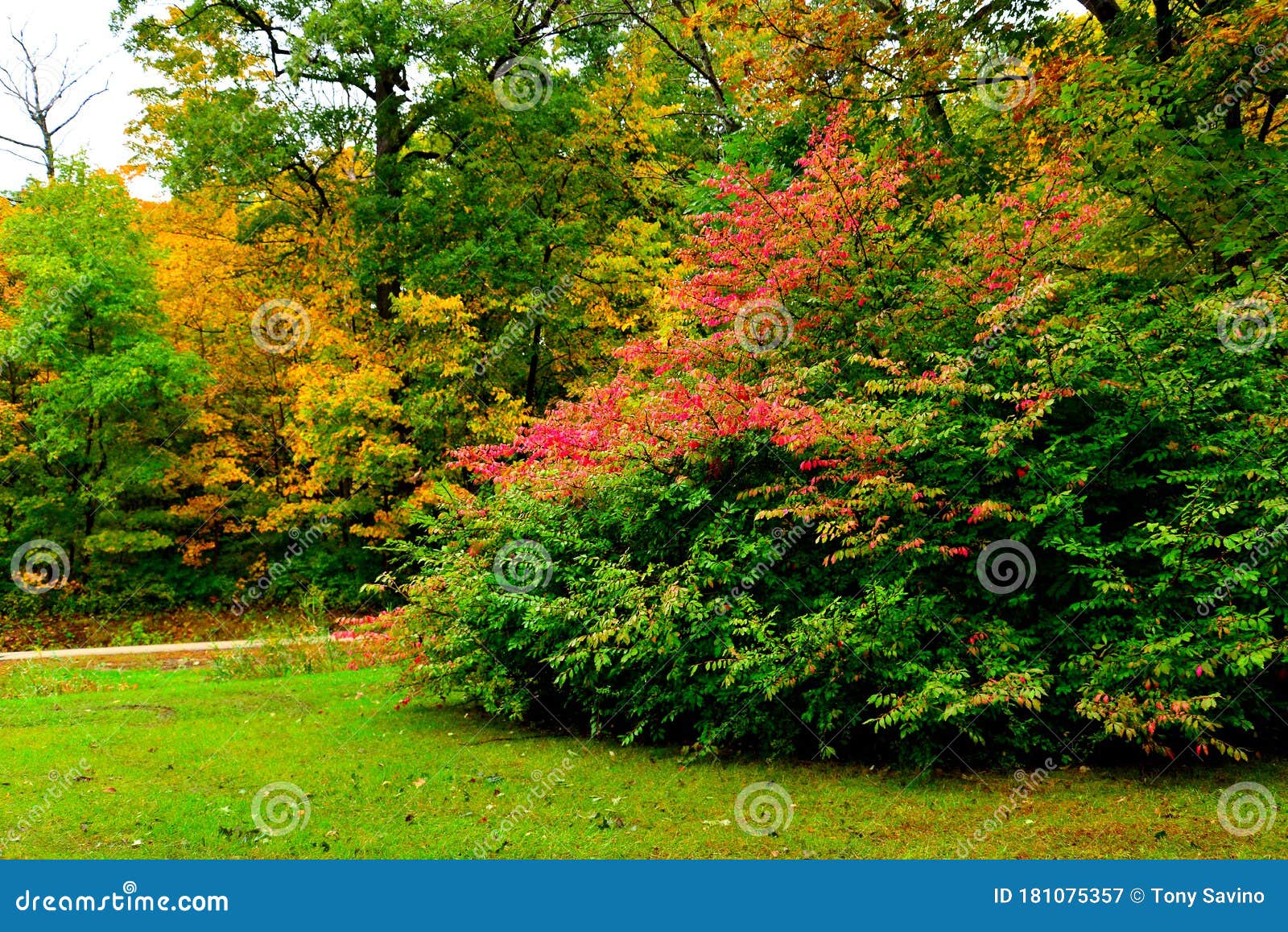 A Beautiful Array of Multiple Wisconsin Autumn Colors Stock Image