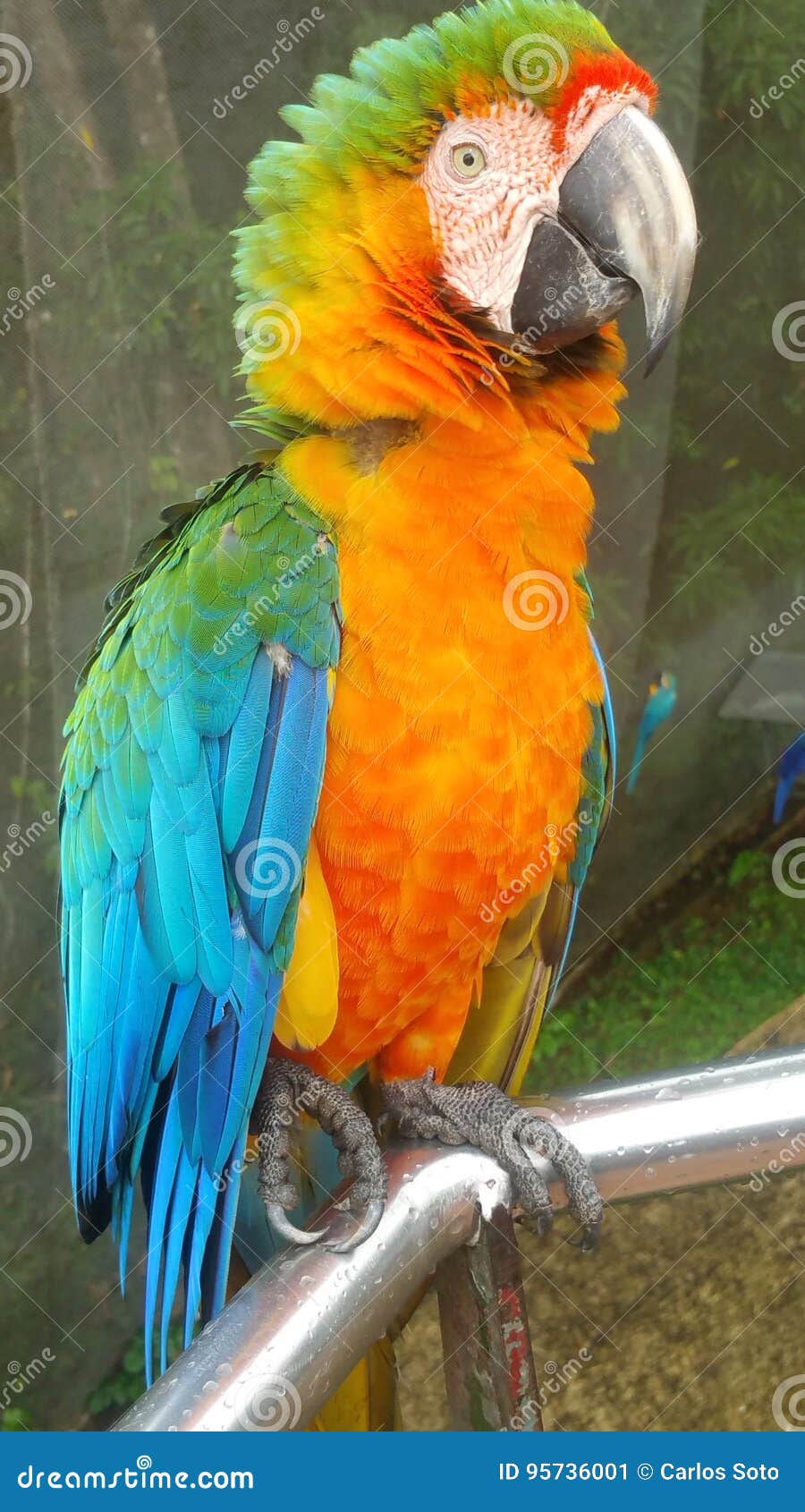colors bird pajaro colores