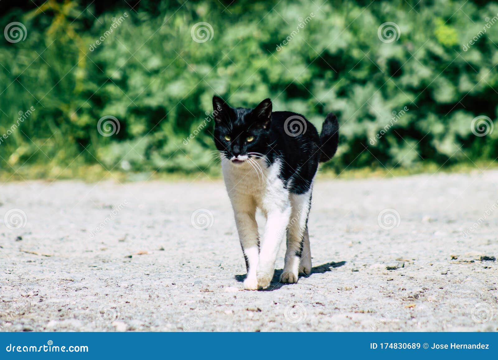 Colors Of Cyprus Stock Image Image Of Travel Kitten 174830689