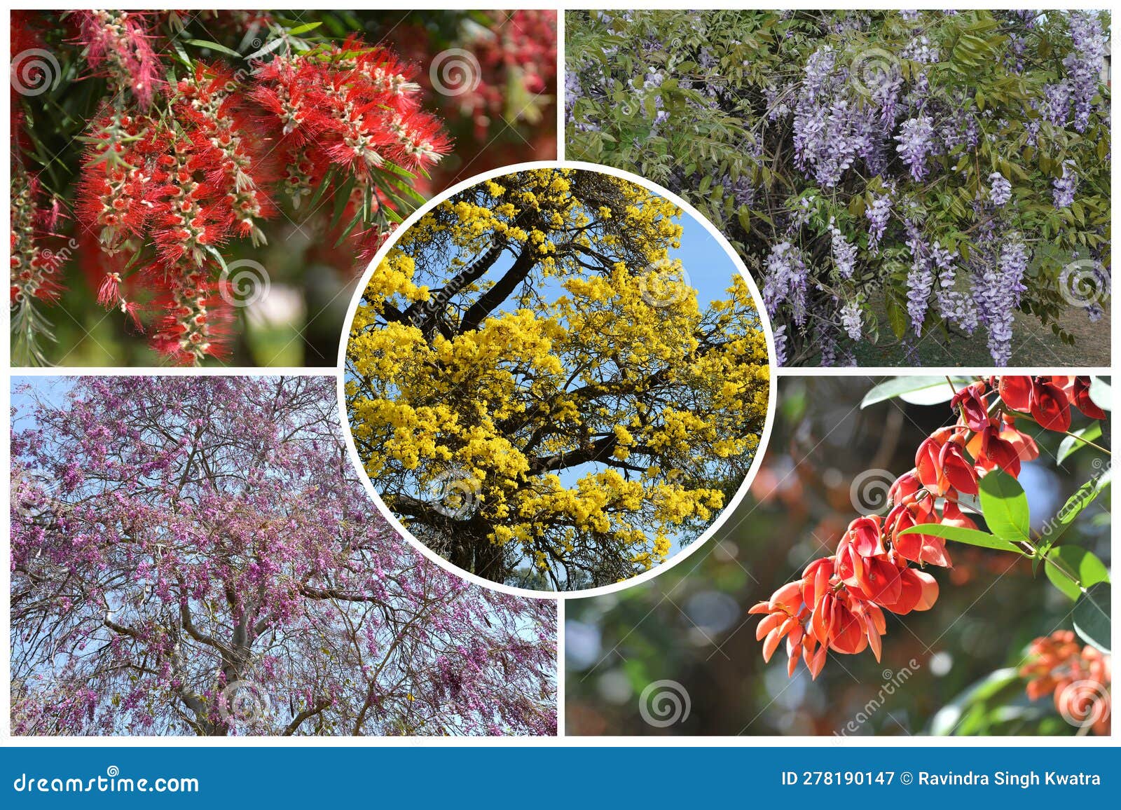 Colors of Different Flowers Stock Image - Image of tree, plants: 278190147