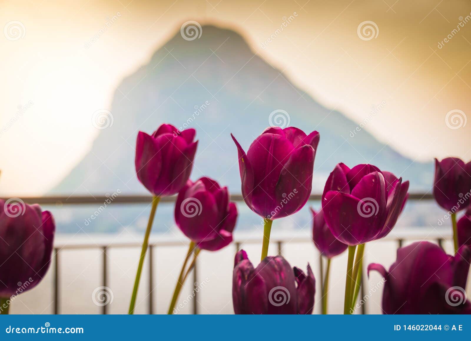 colors of luganoÃÂ´s tulip