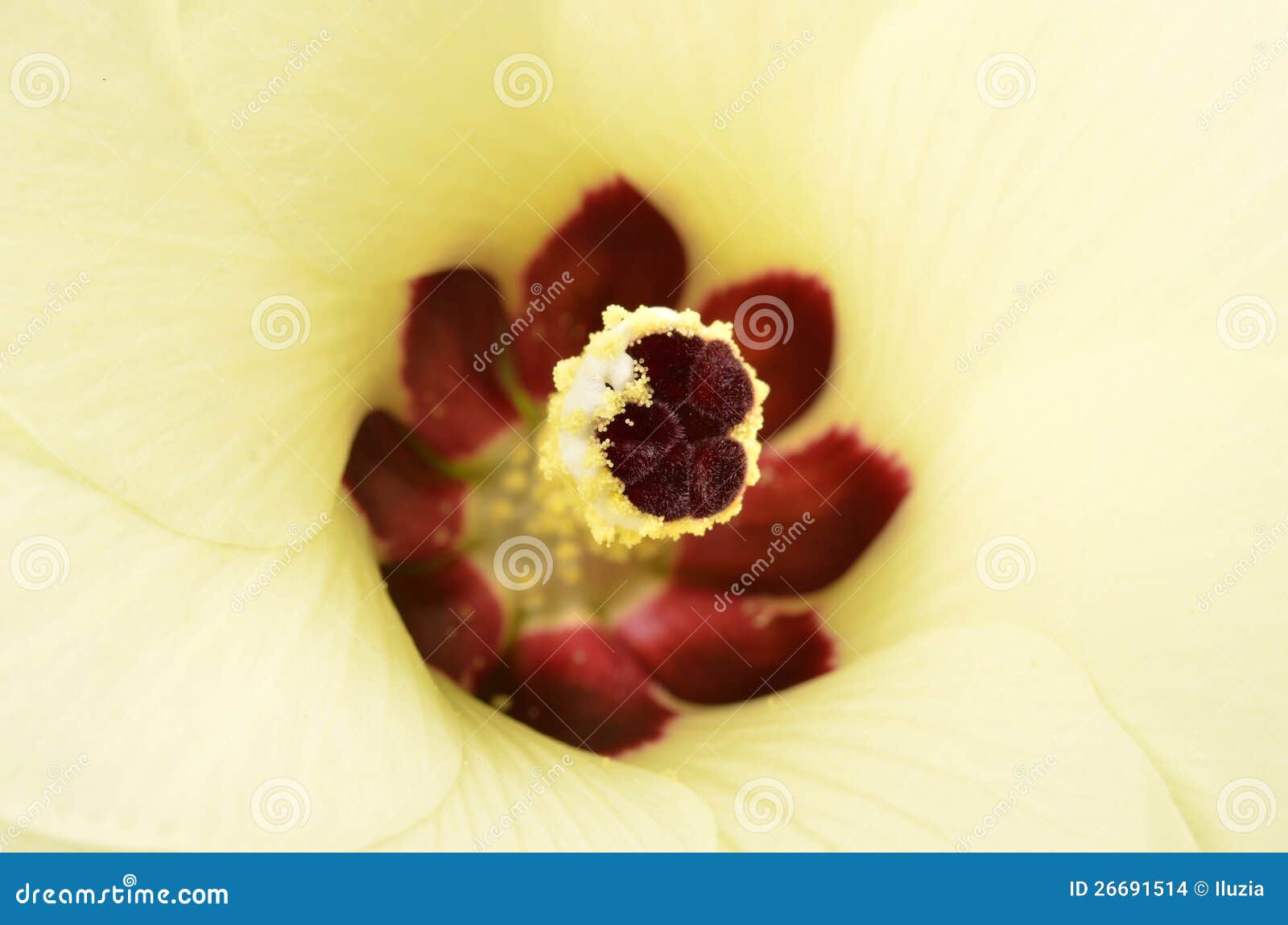 Colors okra stock photo. Image of cook, delicious, finger 26691514