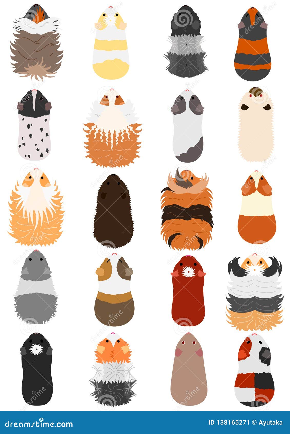 Colors and Patterns of Guinea Pig Stock Vector - Illustration of ...