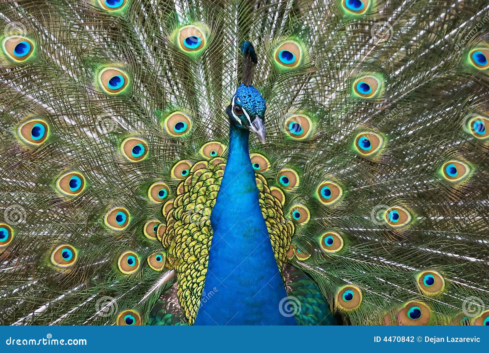Overlappen Eenvoud plotseling Colors of the peacock stock photo. Image of animal, beak - 4470842