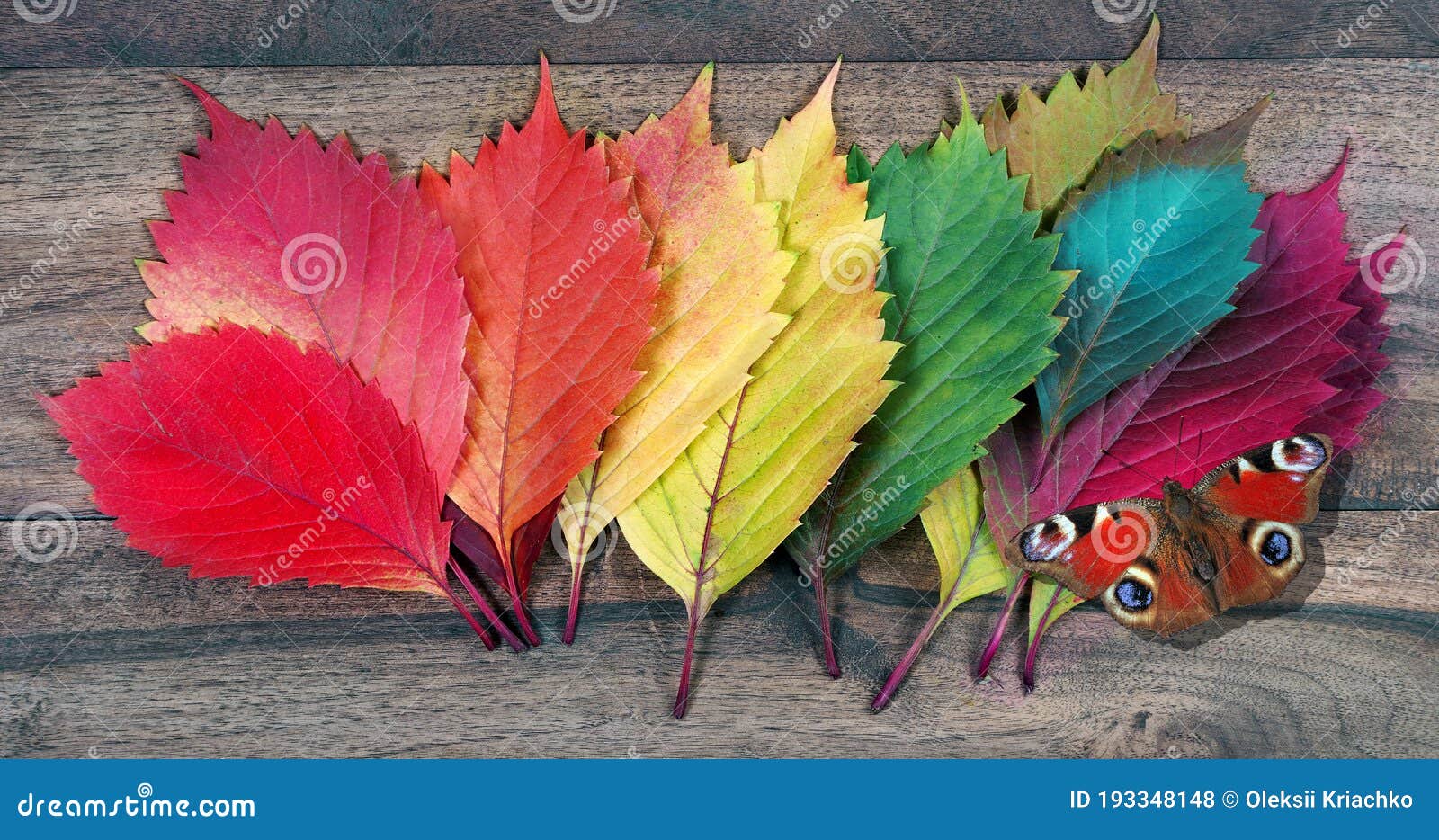Colors of Rainbow. Colorful Autumn Leaves and Bright Butterfly on ...
