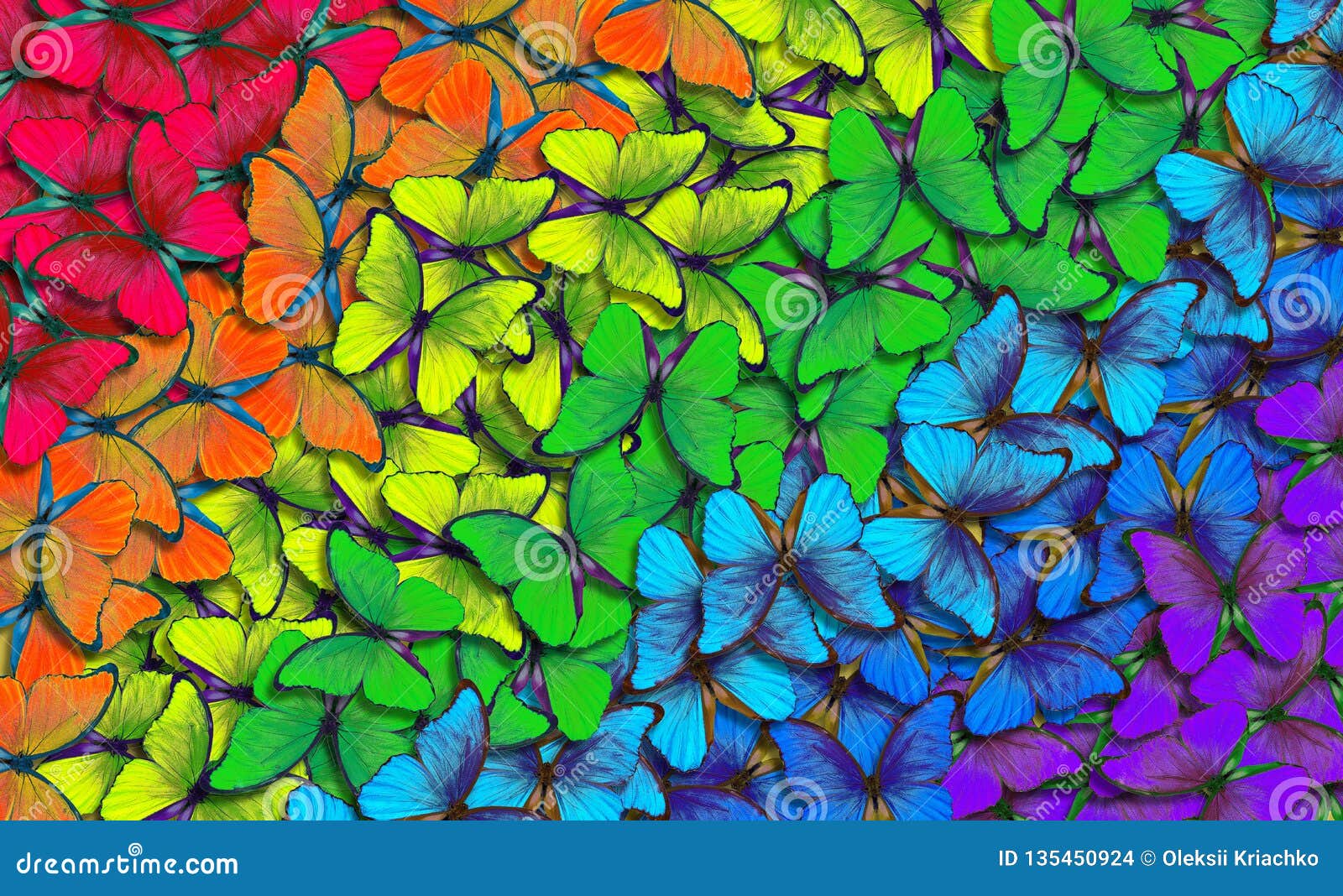 Colors Of Rainbow Pattern Of Multicolored Butterflies Morpho Texture Background Multicolored Natural Abstract Pattern Stock Photo Image Of Backdrop Ornament Colors Of Rainbow Pattern Of Multicolored Butterflies Morpho Texture Background Multicolored Natural Abstract Pattern Stock Photo Image Of Backdrop Ornament
