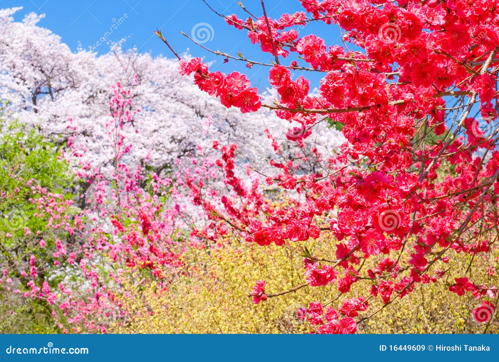 Colors of spring flowers stock image. Image of full, colorful 16449609