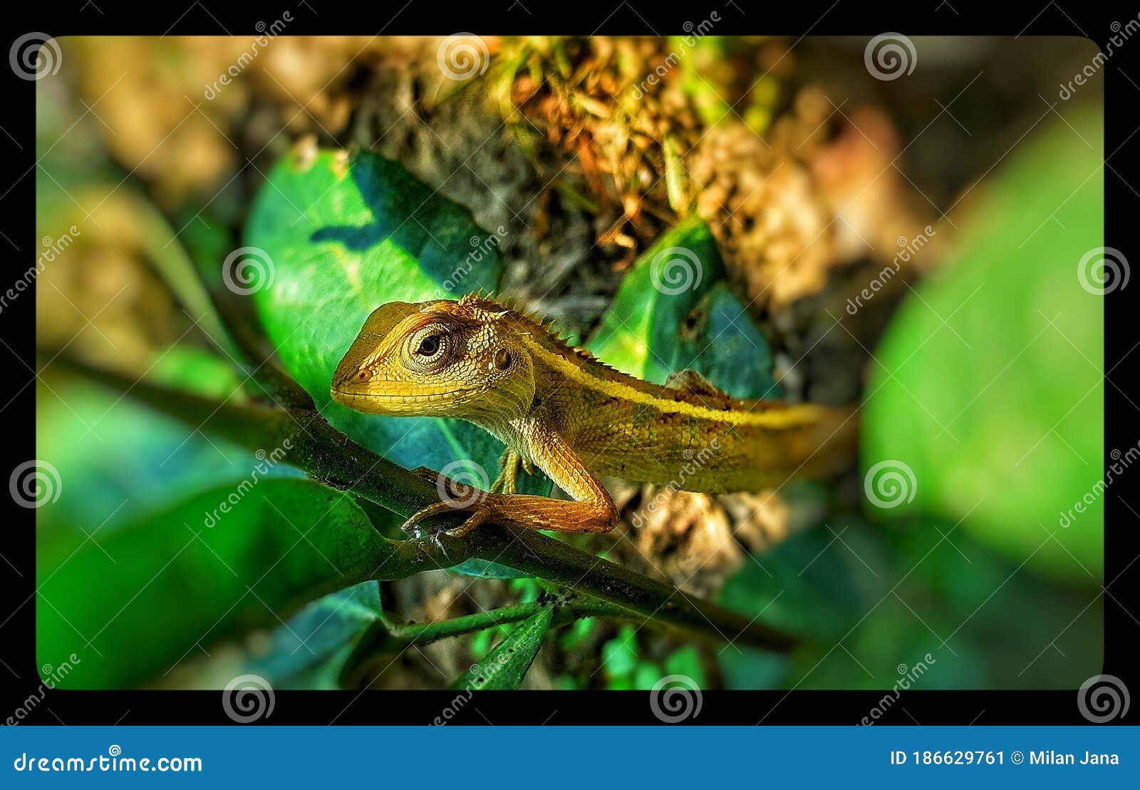The colour changing Lizard stock image. Image of amphibian 186629761