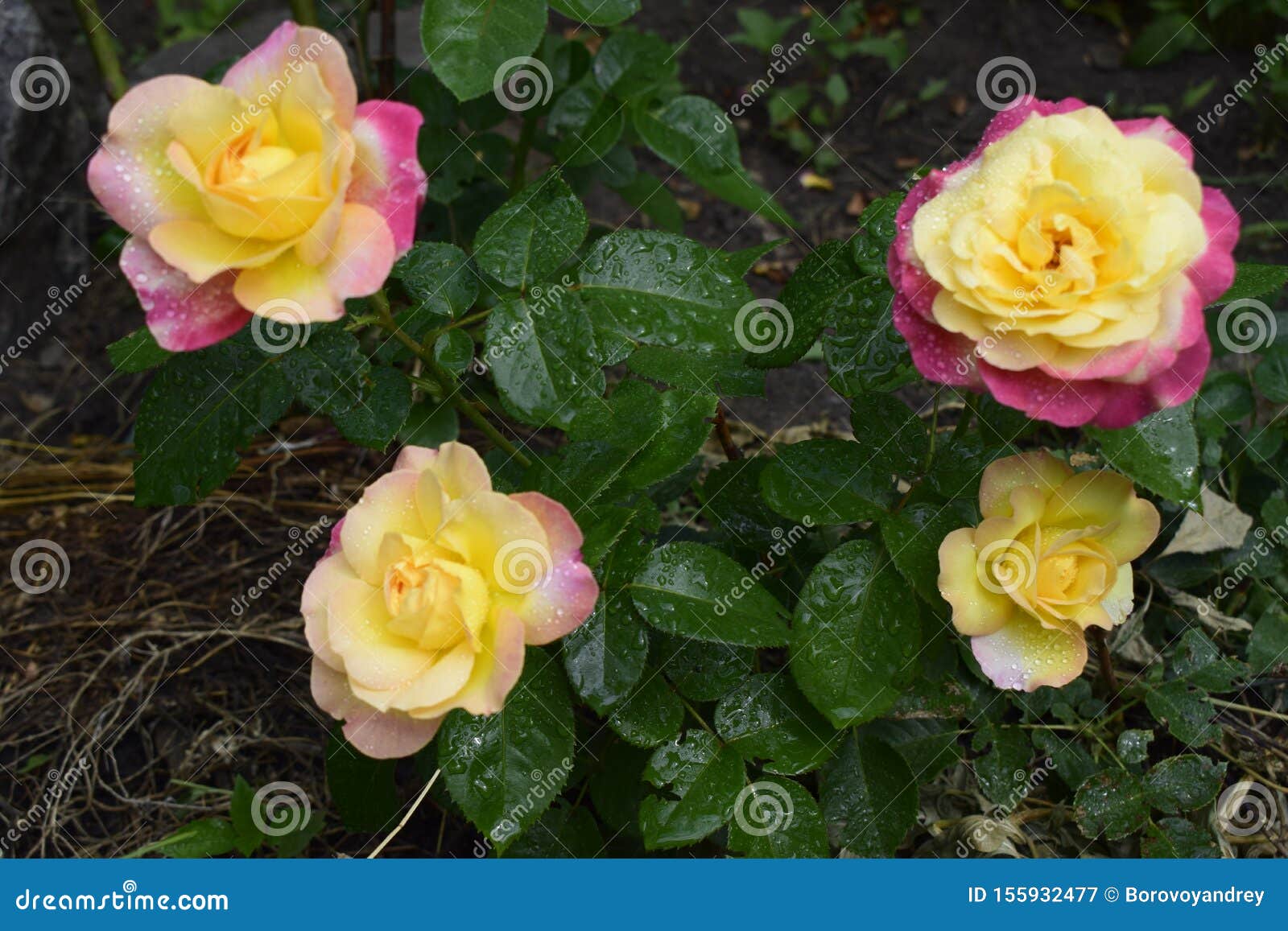 Colour Changing Rose With Drops Of Dew Stock Image Image