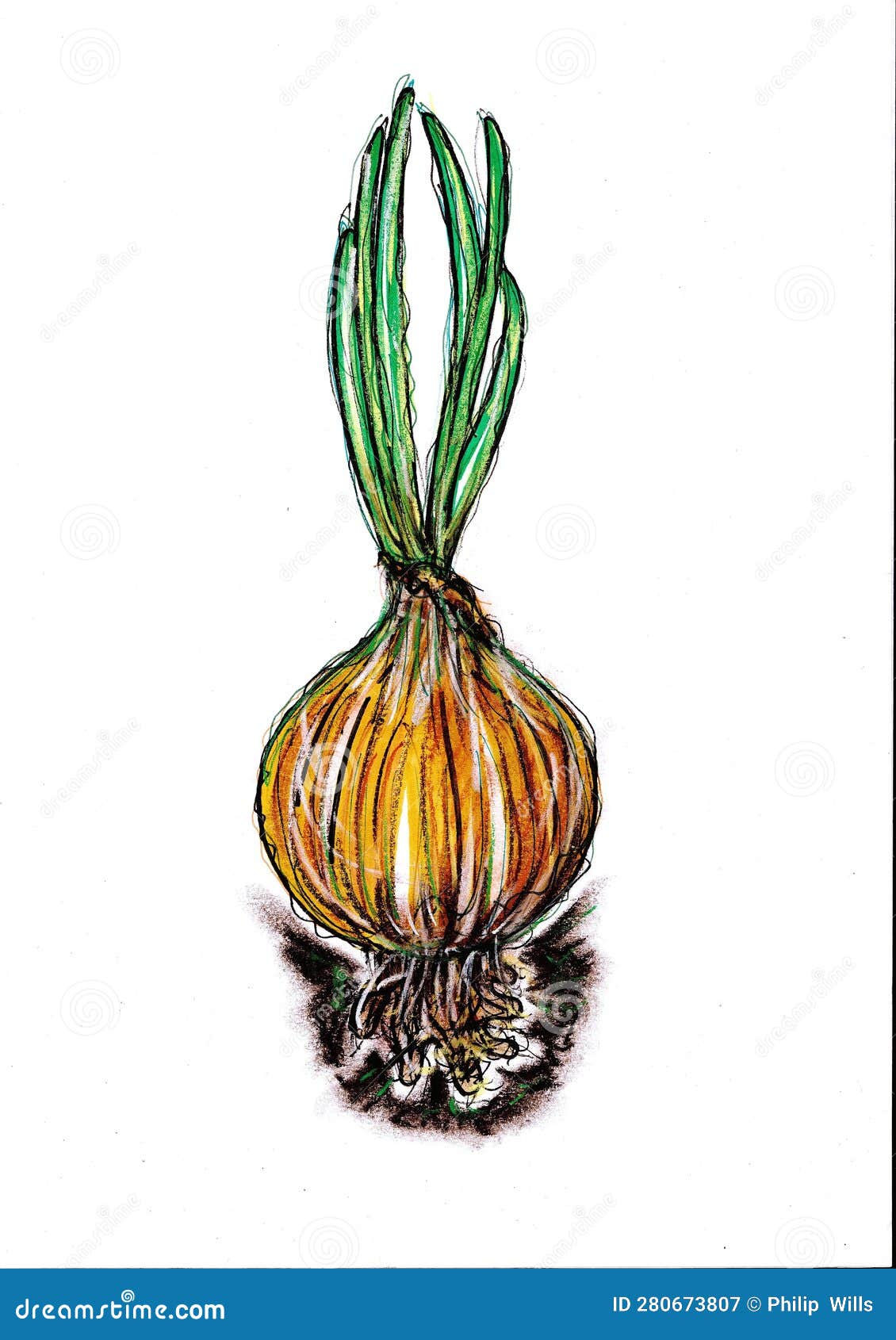 A Half Of Shallot Vegetable Watercolor Illustration, Shallot, Onion,  Vegetable PNG Transparent Image and Clipart for Free Download