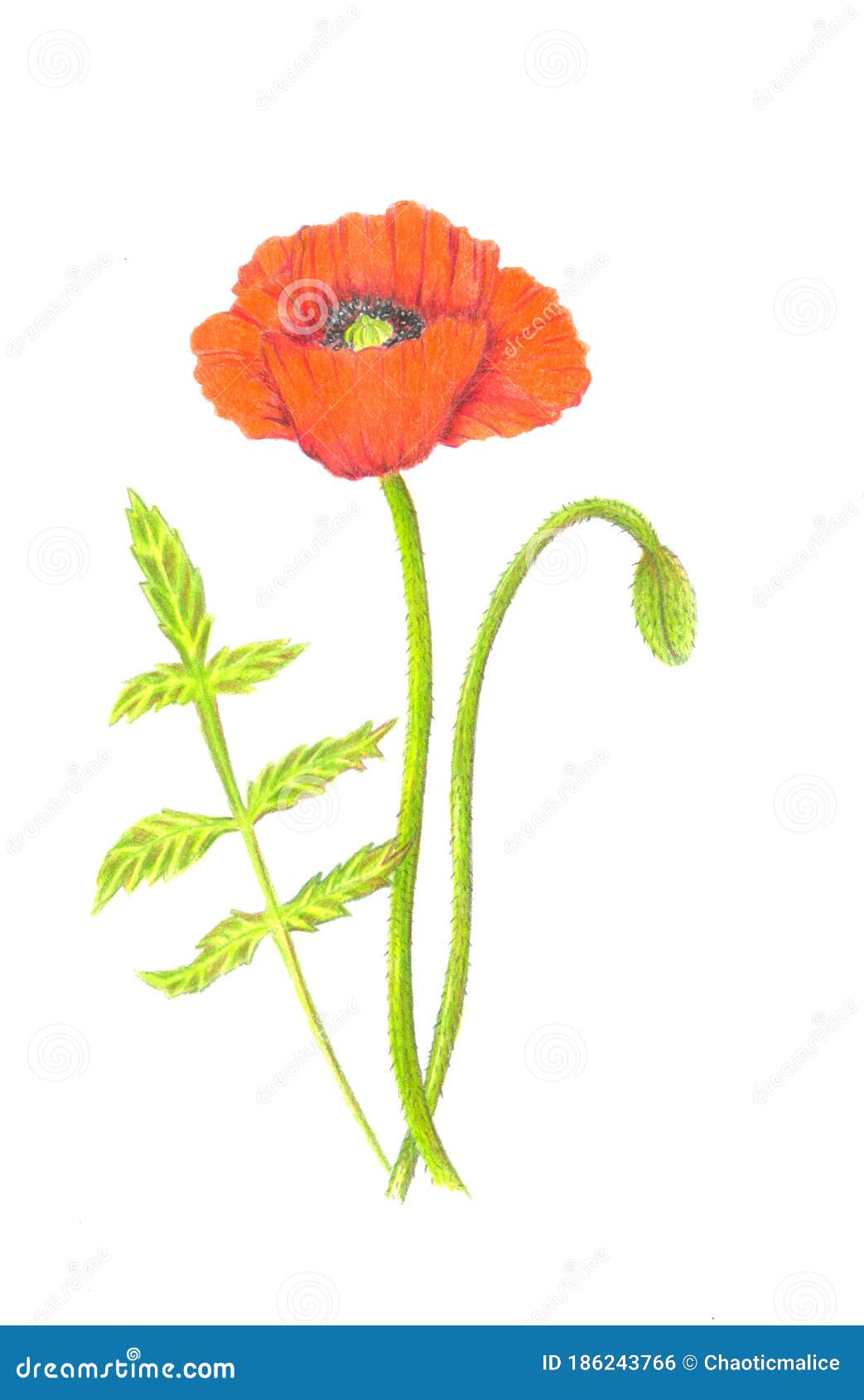 Colour Pencils Drawing of Poppy Flower. Botanical Illustration. Stock ...