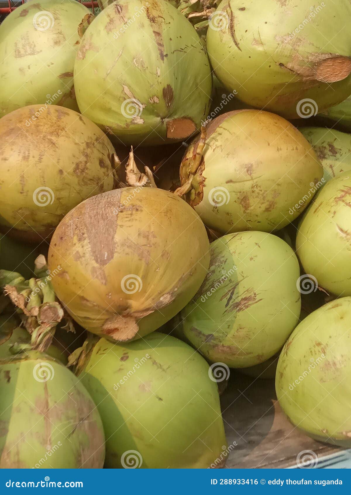 Colour and Taste of the Coconut Fruit Stock Photo Image of green