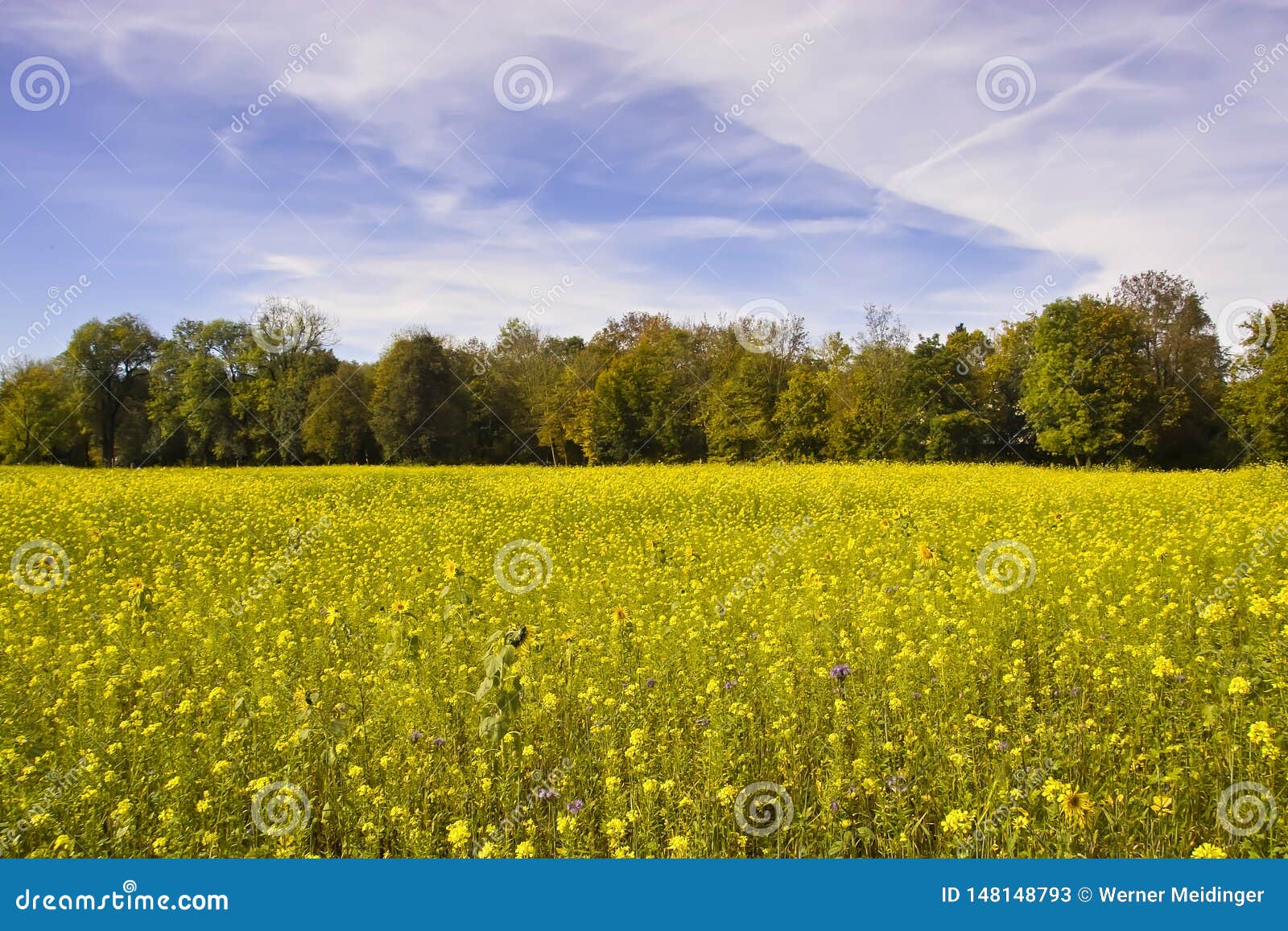 Yellow in Nature, Forest Edge in Front of Field with Thousands of Yellow  Flowers Stock Image - Image of flower, beauty: 148148793