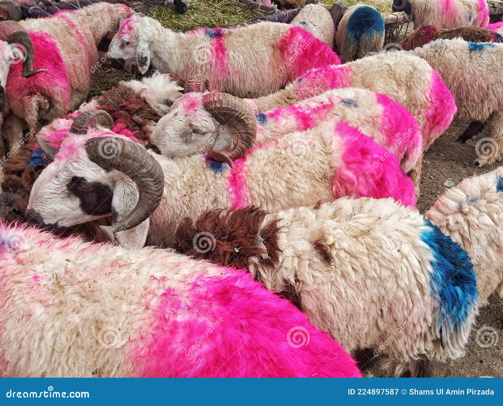 Coloured Sheep in an Animal Market in Peshawar Ahead Bakra Eid & X28