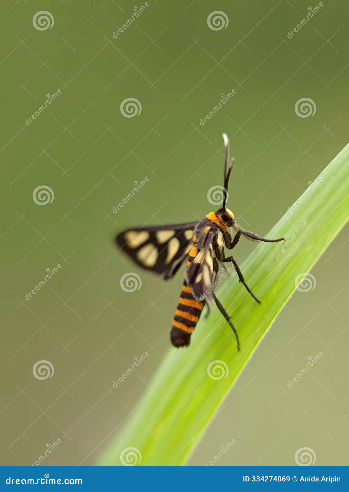 a colourful amata huebneri or hubner wasp moth on a green grass
