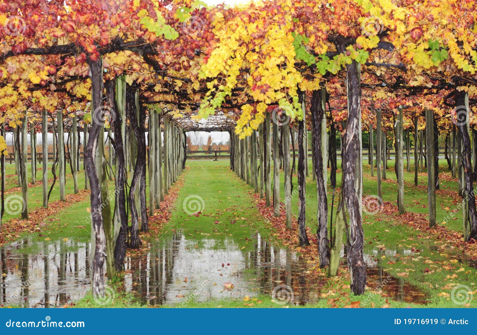 Colourful Autumn Vines stock image. Image of country - 19716919