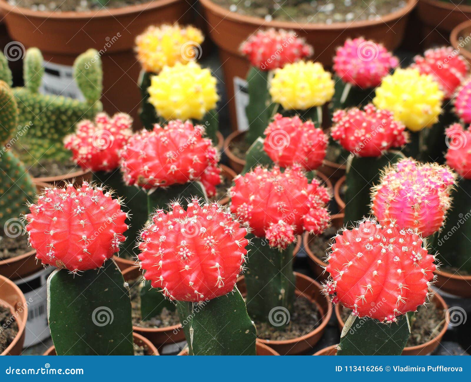 colourful cacti at a floristÃÂ´s - collection of succulents