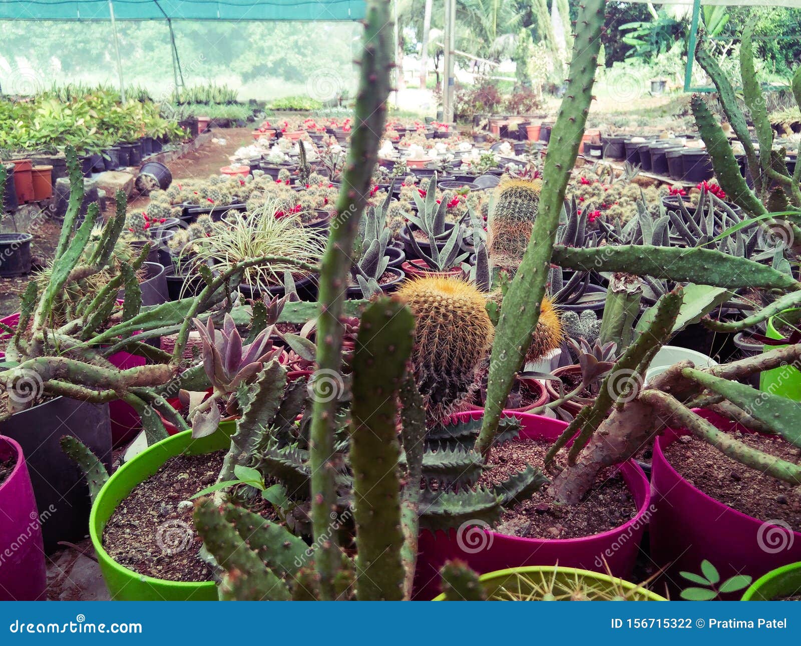 Colourful Cactus Plants Growing In Flowerpots In The Garden