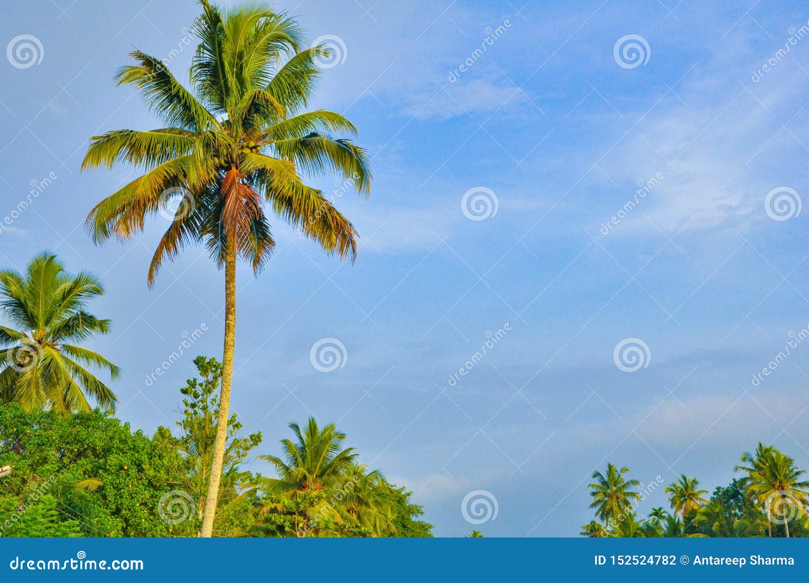 Colourful Coconut Tree on the Alleppey Back Waters Kerala. Stock Photo ...