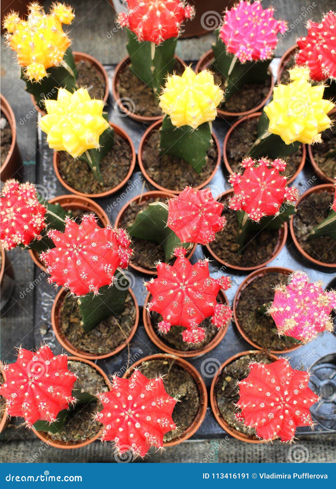 colourful collection of cacti at a floristÃÂ´s - succulent lover