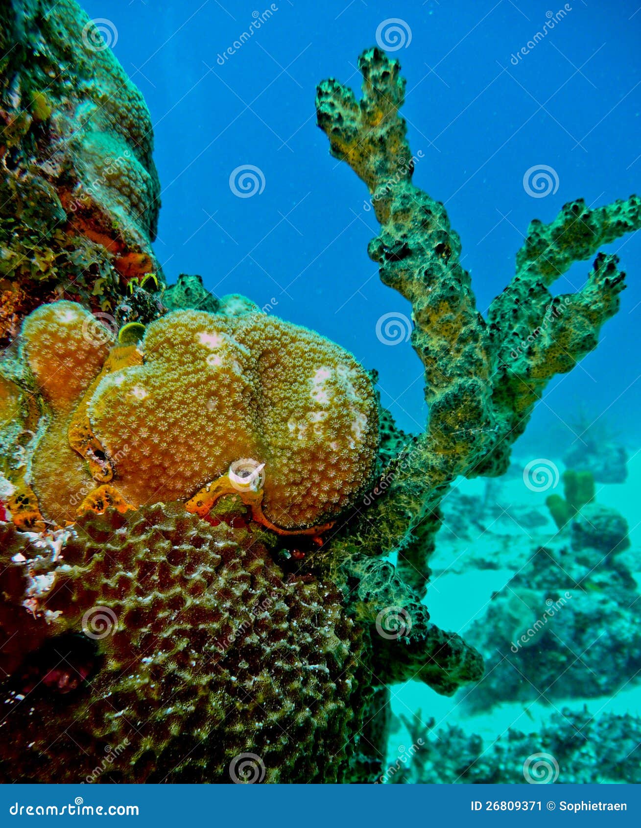 colourful coral at san andres, colombia