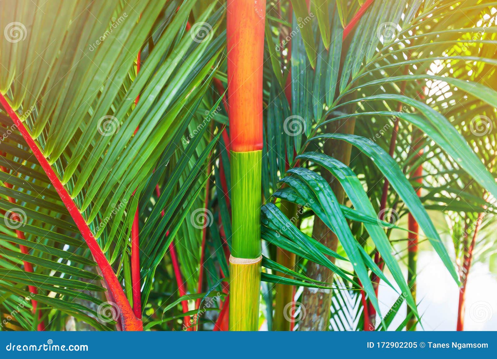 colourful crownshafts of cyrtostachys renda