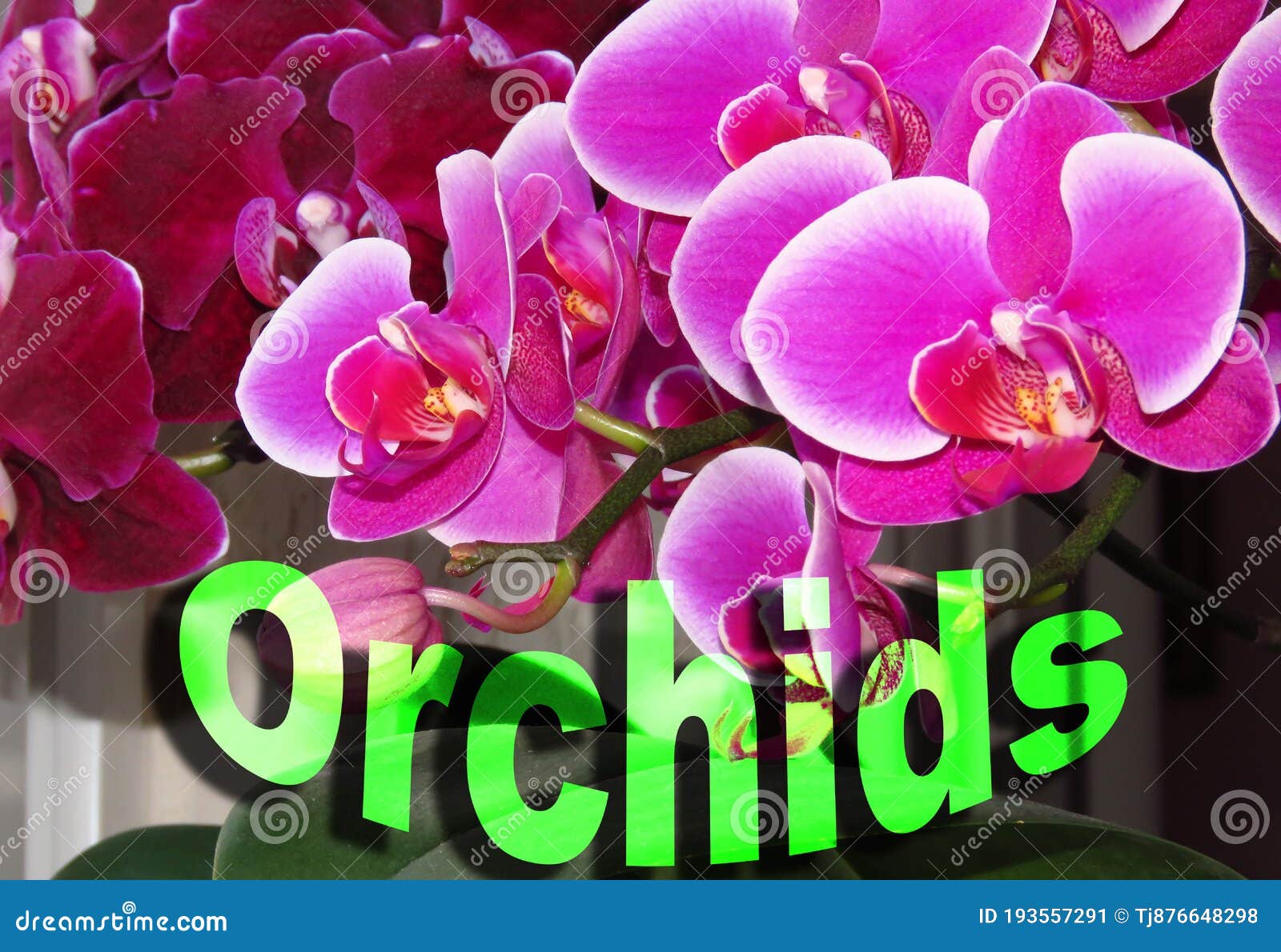 Colourful Design Word Orchid Font Stock Vector Decorative Element on