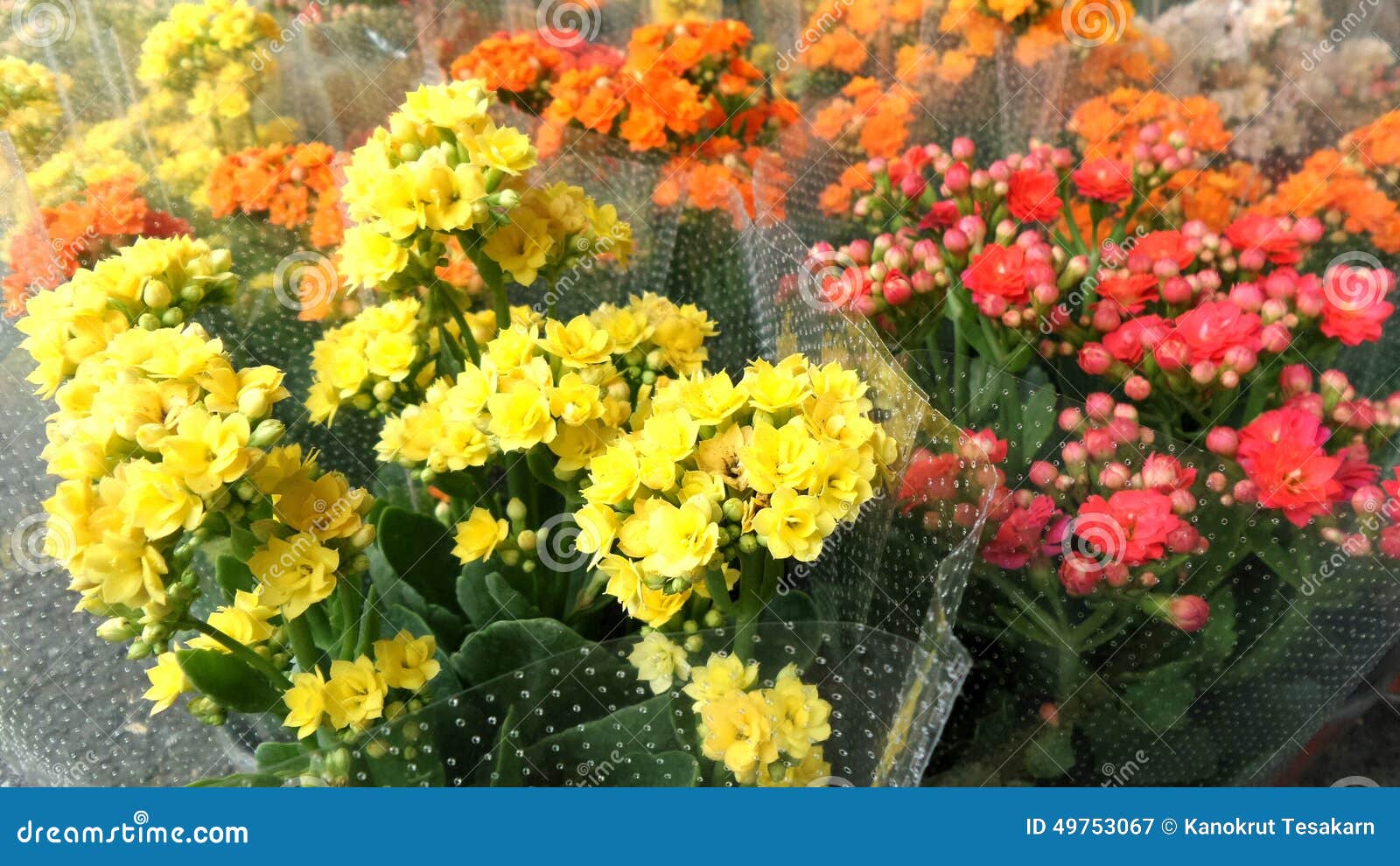 Colourful Flaming Katy Flower Stock Image Image of plant, flower