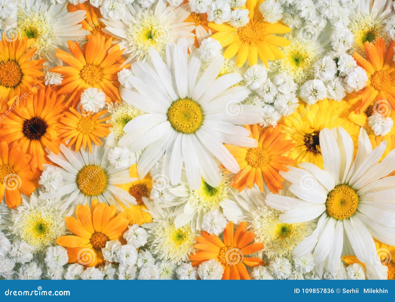 Colourful Flower Bouquet, Flowers Background Stock Photo - Image of color,  chrysanthemum: 109857836