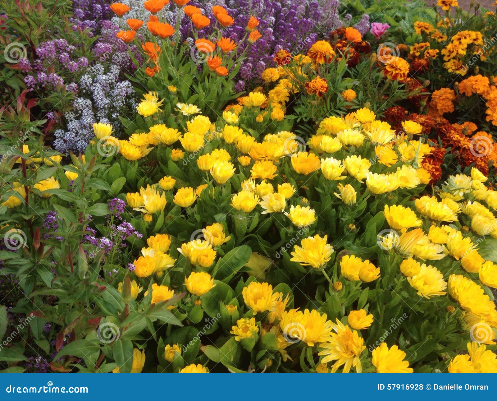 Colourful flower garden stock photo. Image of colourful 57916928