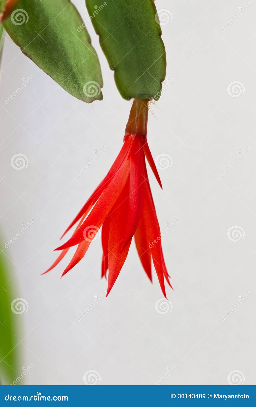 Colourful Flower of a Houseplant Zygocactus Stock Image Image of