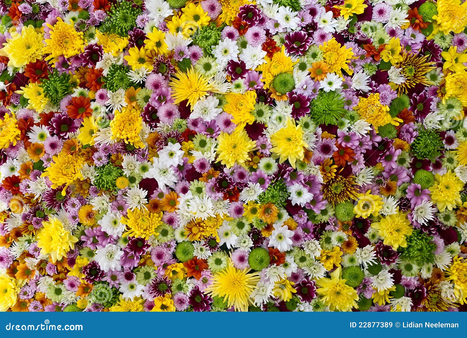 Colourful Flowers Background Stock Image - Image of natural, colourful:  22877389